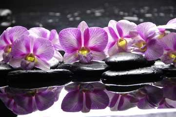 Beautiful pink orchid with black stones reflection