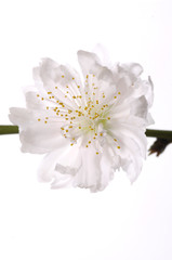 Fototapeta na wymiar Close-up białe kwiaty wiosny przeciwko biały
