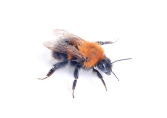 Bumblebee isolated on the white background