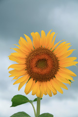 Fototapeta premium Sunflower that blooms in cloudy skies