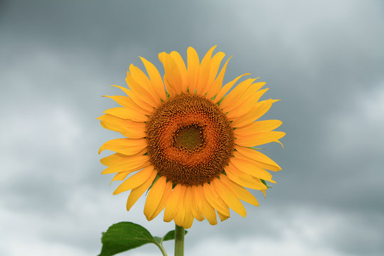Sunflower that blooms in cloudy skies