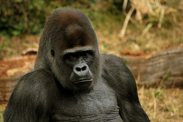 Gorille