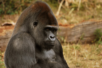 Obraz premium Gorille