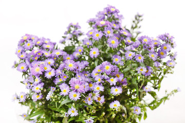 Chrysanthemum Flowers