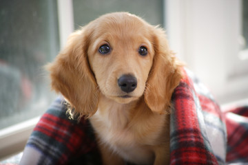 仔犬とブランケット © paylessimages