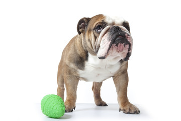 Obraz premium bulldog boude son jouet