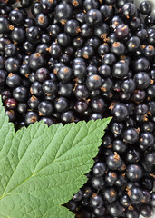 black currant
