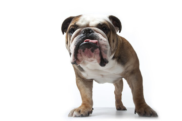 portrait de face du bulldog anglais