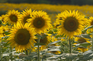 Fototapeta premium Marches (Italy) - Field of sunflowers