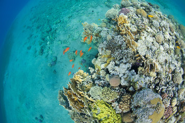Fototapeta na wymiar fish and corals in the sea - round view