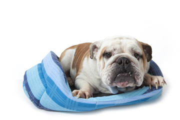 bulldog affalé dans son panier