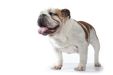 bulldog anglais debout de trois quart