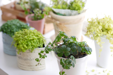 植物グリーン