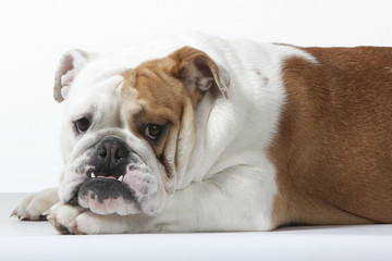 bulldog a l'air triste et bougon