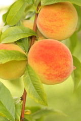 Peach on tree