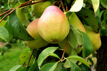 pere sull'albero orizzontale