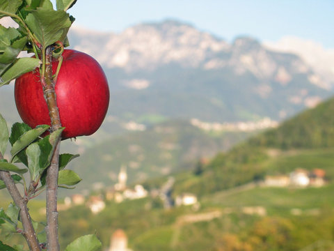 Tempting: Apple on tree on sunny autumn day in Italy