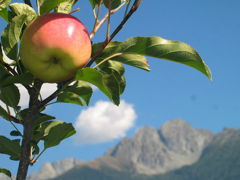 Tempting: Apple on tree on sunny autumn day in Italy