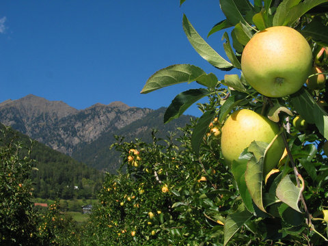 Tempting: Apple on tree on sunny autumn day in Italy
