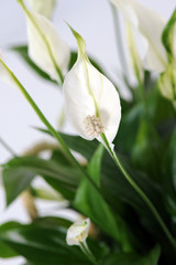 House plants closeup