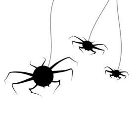 Spiders