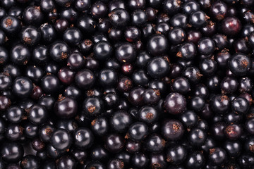 Ripe black currant