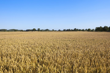 golden wheat under blue sky