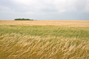 field of green and yellow wheat in summer