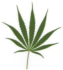 Cannabisblatt