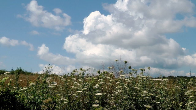 Clouds swirl over a field of blooming