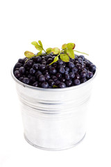 blueberry in bucket