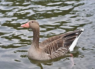 duck on a pond-1