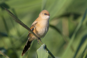 bearded tit on the reed, immature, female (Panurus biarmicus)