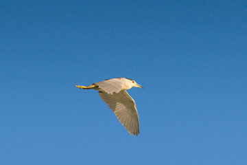 squacco heron in flight / Ardeola ralloides