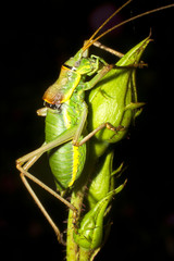 Great green bushcricket macro (Tettigonia viridissima)