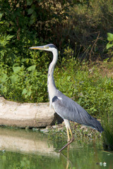 Grey Heron - Ardea cinerea resting on the shore