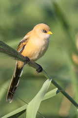 bearded tit on the reed, immature male (Panurus biarmicus)