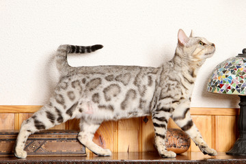 beautiful bengal cat on profile