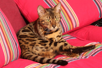 chat du bengal dans le canapé aux couleurs vives
