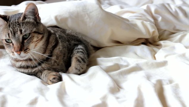 chat s'étirant au réveil