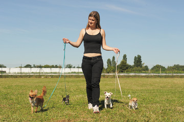 promenade de chihuahuas © cynoclub