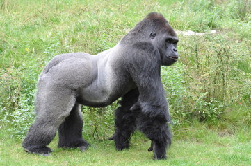 Obraz premium Gorilla