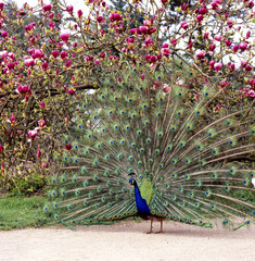 Obraz premium Pfau_112548