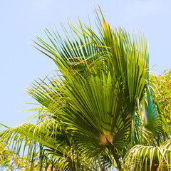 Palmtree over blue sky