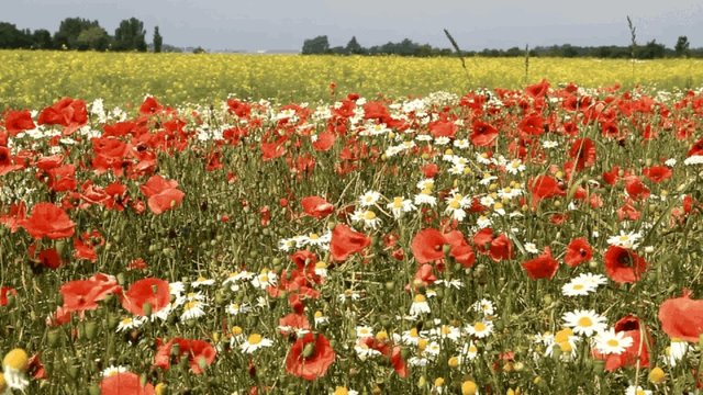 Sommerzeit auf Fehmarn