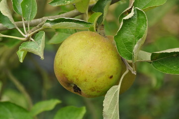 pomme 'Reinette verte'