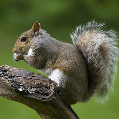 Starving squirrel