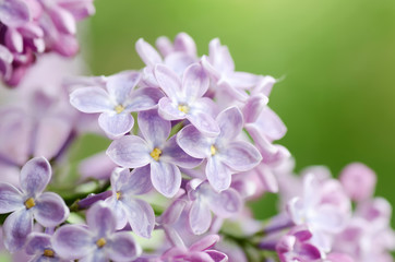 Beautiful lilac