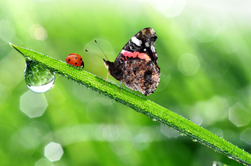 fresh morning dew with butterfly and ladybird © vencav