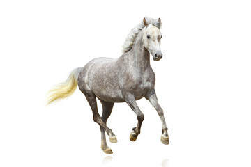 Fototapeta na wymiar koń izolowane